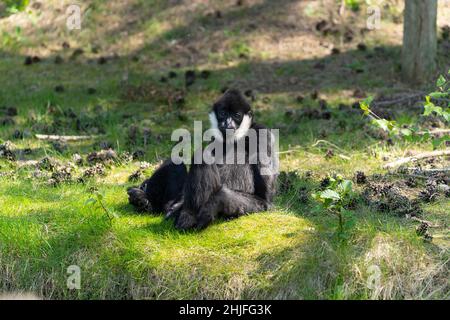L`Hoest`s-Affe, Allochrocebus lhoesti, Bergaffen oder Meercat auf Gras sitzend Stockfoto